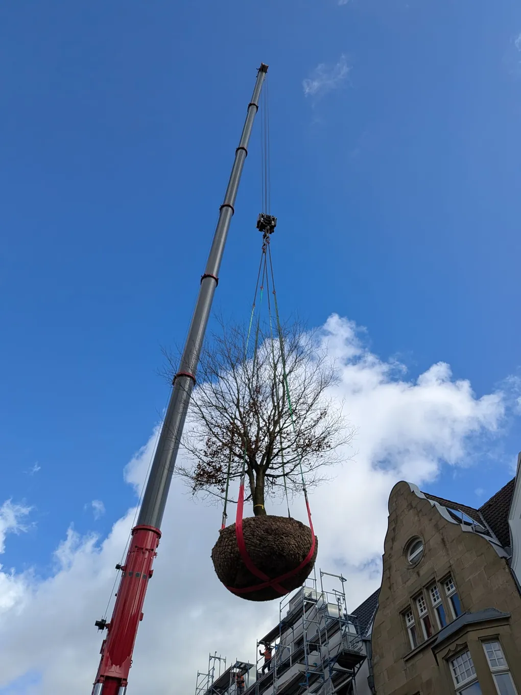 Fagus sylvatica Großbaumverpflanzung mit 450-t Mobilkran in innerstädtischer Gartenanlage über Gebäude gehoben
