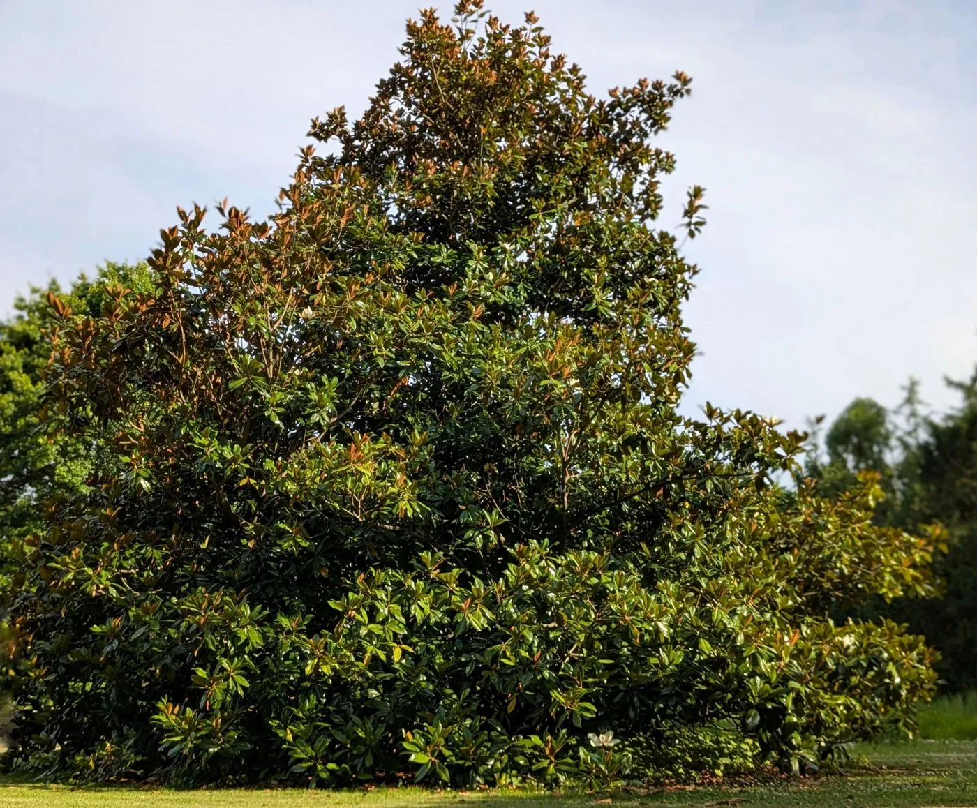 Blühende Magnolia grandiflora in einer von der PILOT GmbH gestalteten Außenanlage in Köln