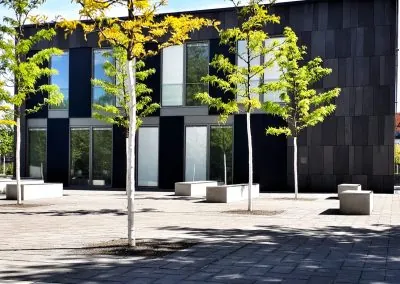 Neu gepflanzte Bäume in offenen Baumscheiben auf dem gepflasterten Schulhof des Heinrich-Mann-Gymnasiums, dahinter Betonsitzblöcke