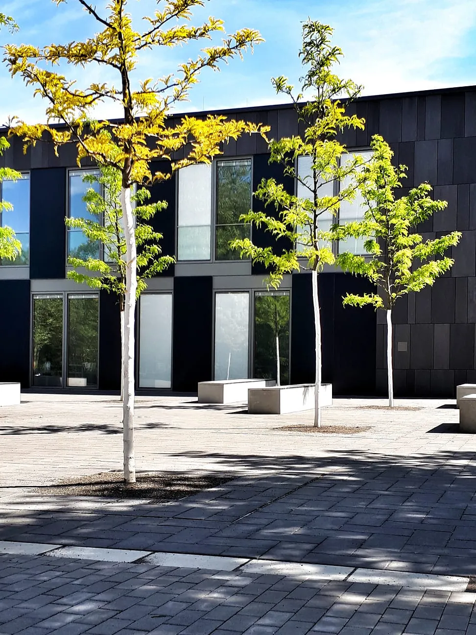 Gepflasterter Schulhof mit jungen Bäumen in Stahlbandeinfassungen am Heinrich-Mann-Gymnasium in Köln