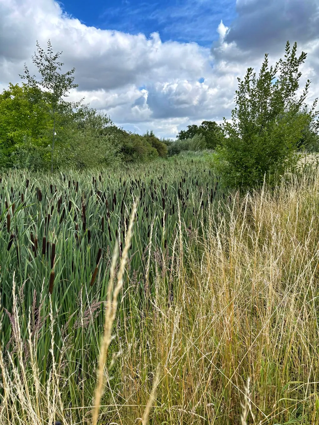 Renaturierter Frechener Bach, zu sehen die Flusslandschaft im Vollbewuchs durch Rohrkolben